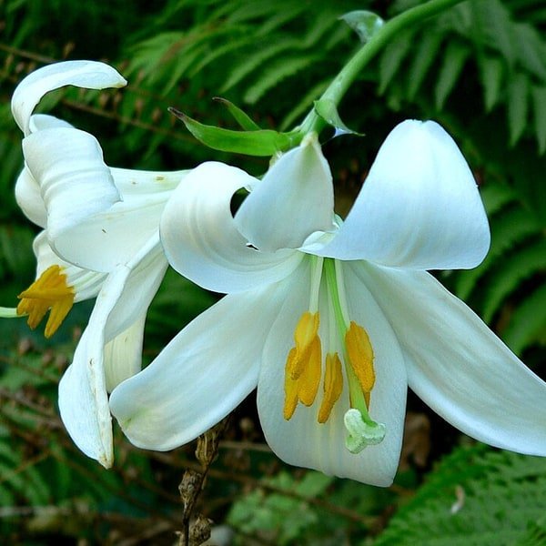 Asiatic Lily