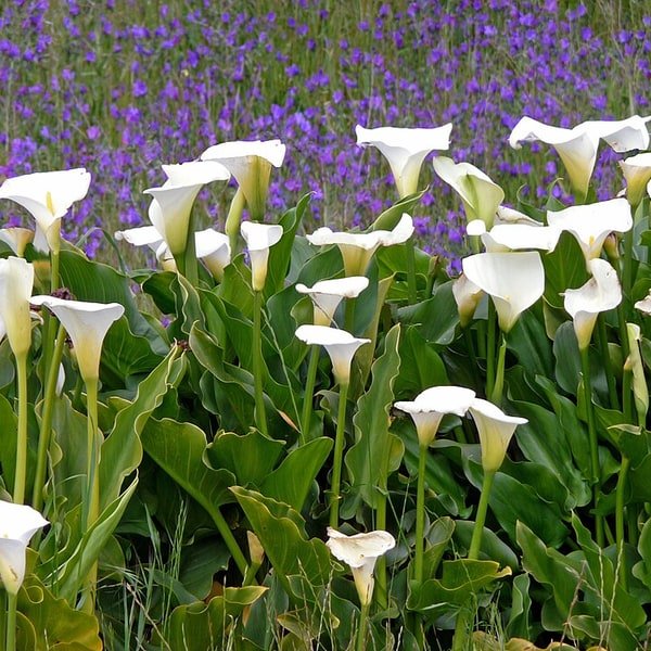 Calla Lily