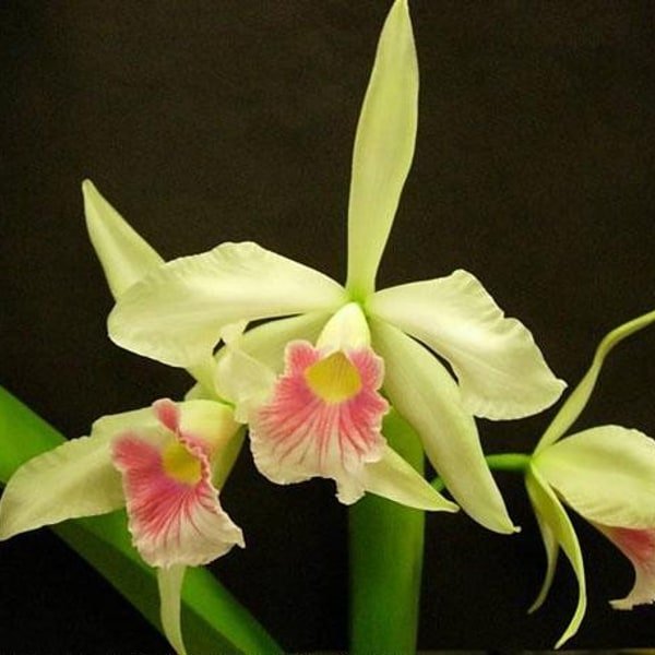 Cattleya Orchid