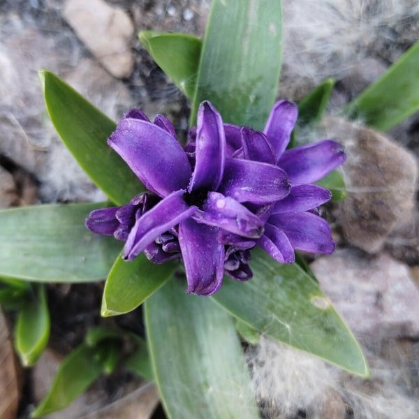Hyacinth