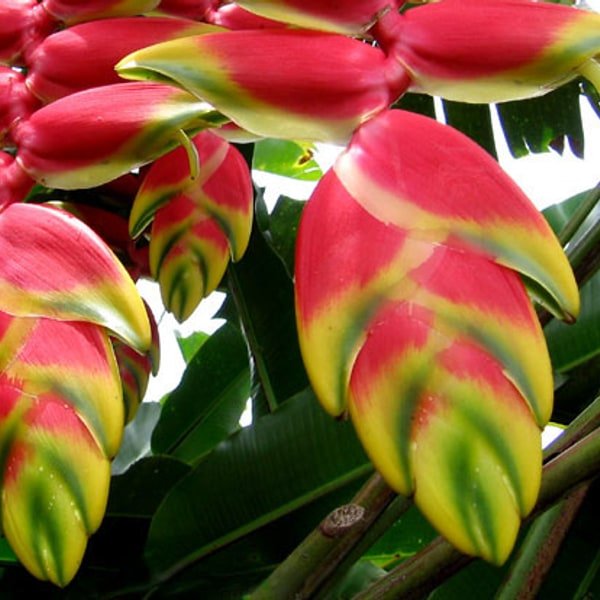 Heliconia