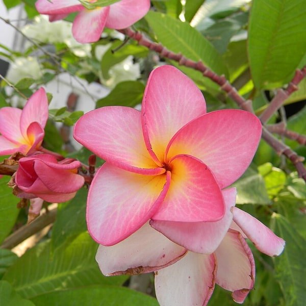 Frangipani