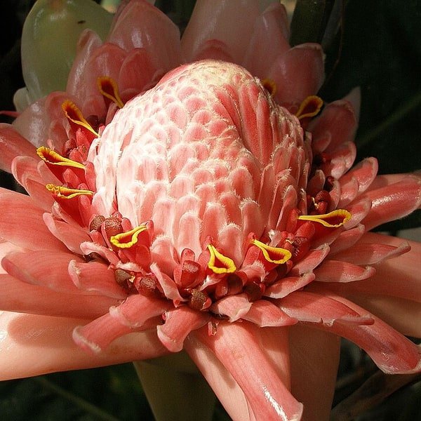 Torch Ginger