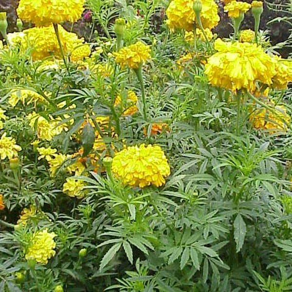 Marigold