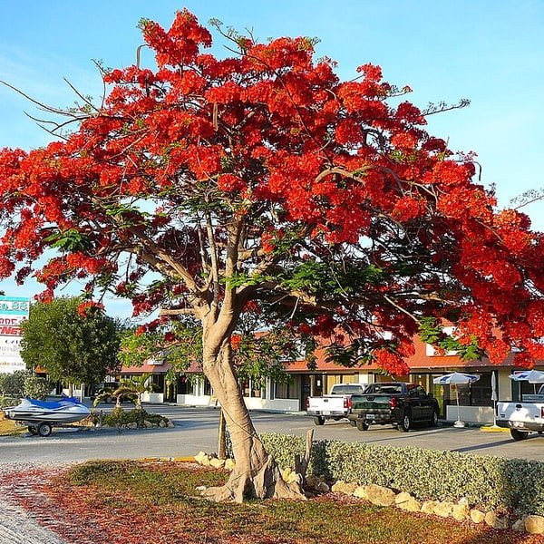 Gulmohar