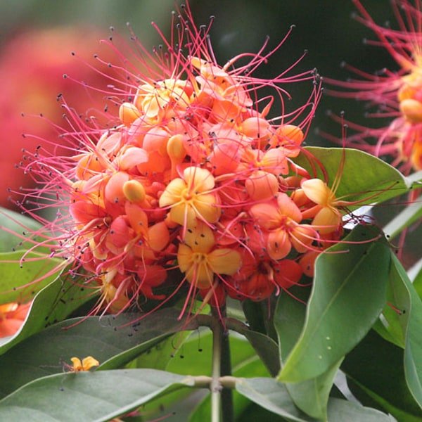 Ashoka Flower