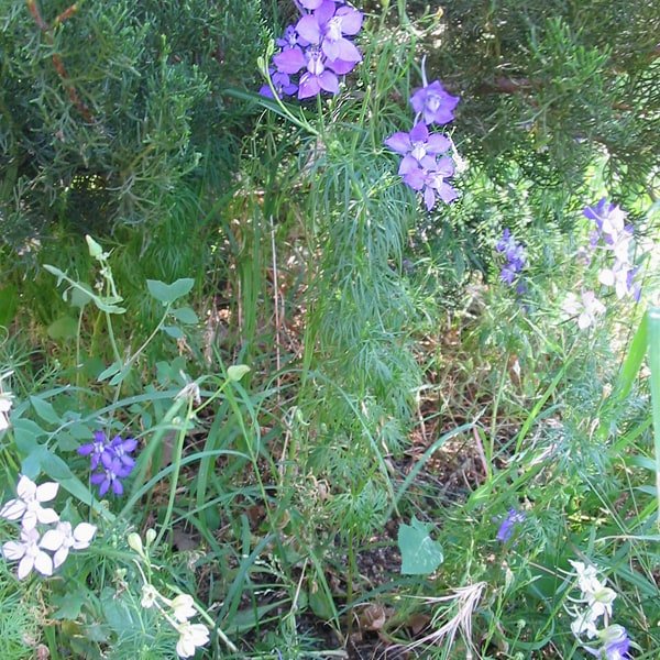 Larkspur