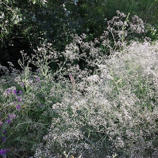 Baby's Breath